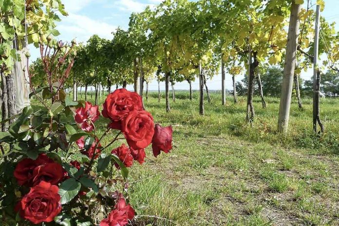 raža u vinogradu