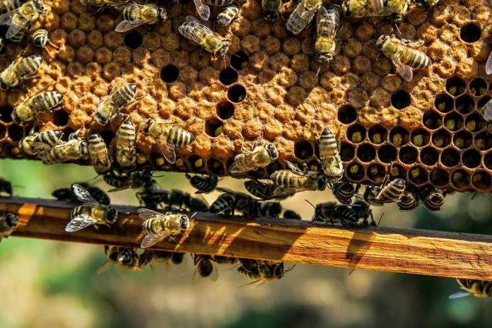 radovi u pčelinjaku u lipnju