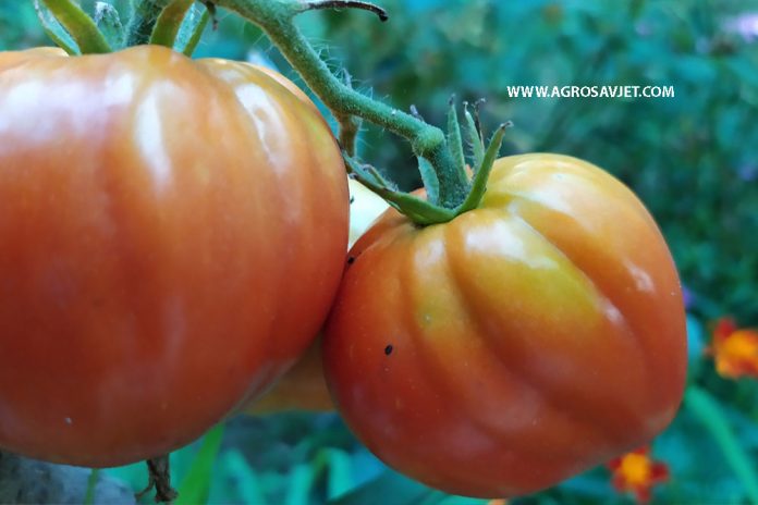 organski uzgoj rajčica