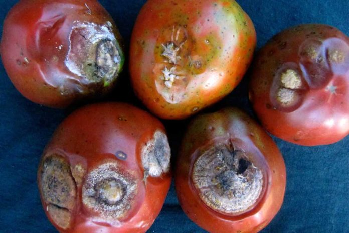 antraknoza rajčice i paprike