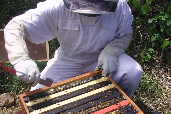 radovi u pčelinjaku u srpnju