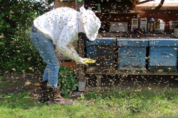 Radovi u pčelinjaku u avgustu