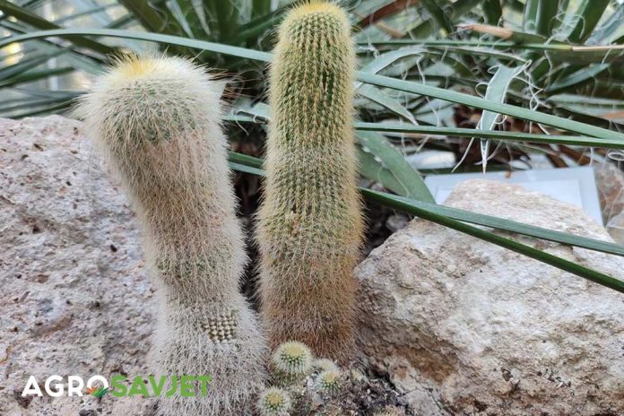 kako odžavati kaktuse