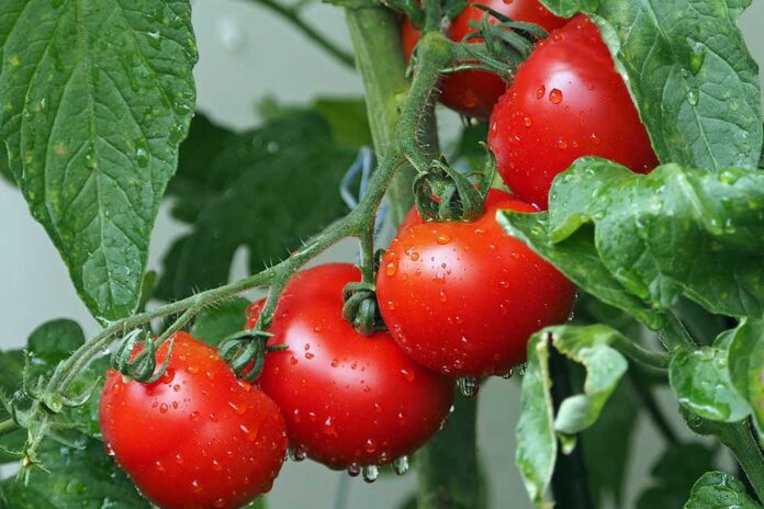 ljetni uzgoj rajčice